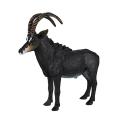Mojo Antilopa vraná