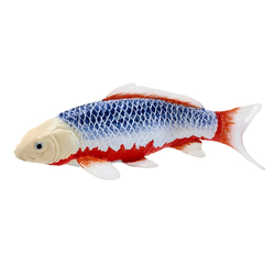 Mojo Kapor koi asagi