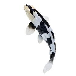 Mojo Kapor koi shiro utsuri