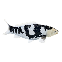 Mojo Kapor koi shiro utsuri