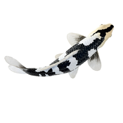Mojo Kapor koi shiro utsuri