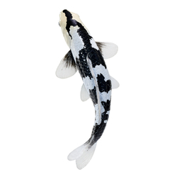 Mojo Kapor koi shiro utsuri
