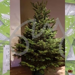 Chrysal International BV Výživa pre rezané stromčeky TreeFood 2ks