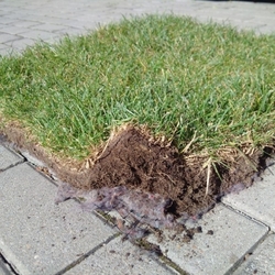 Grasstex® Trávniková záplata 1,05x10m