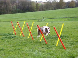 Agility prekážky pre psov KERBL 80758, set 3 typy