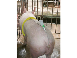 Autoinseminátor pre prasnice KERBL 22619 AI BUDDY