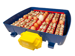 Automatická liaheň na vajcia BOROTTO REAL 49 AUTOMATIC