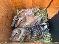 Domček pre kačky DUCKY M