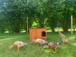 Domček pre kačky DUCKY M