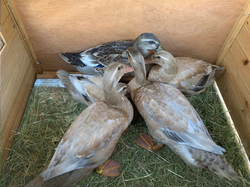 Domček pre kačky KERBL 82809 DUCK TOWN