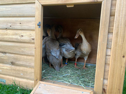 Domček pre kačky KERBL 82809 DUCK TOWN
