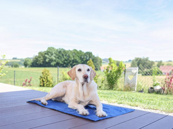 Chladiaca podložka pre psov KERBL 80842 COOL-RELAX, 90x50 cm, modrá
