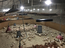 Infražiarič závesný SYNER LCA 1000 W pre farmy, reštaurácie, domácnosti