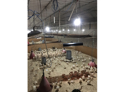 Infražiarič závesný SYNER LCA 1000 W pre farmy, reštaurácie, domácnosti