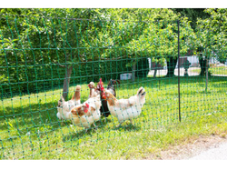 Nevodivá sieť pre hydinu KERBL 292278, 106 cm x 50 m / 2 hroty
