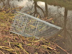 Profesionálna pasca na líšky, kuny, vydry a mačky TRAP H120x34x42