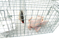 Profesionálna pasca na líšky, kuny, vydry a mačky TRAP ST130x34x34K