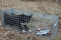 Profesionálna pasca na líšky, kuny, vydry a mačky TRAP ST130x34x34V2
