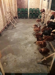 Znáškovej hniezdo pre sliepky HF 46X37X37