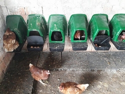 Znáškovej hniezdo pre sliepky so zberným košíkom HF 44X37X50