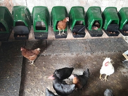 Znáškovej hniezdo pre sliepky so zberným košíkom HF 44X37X50