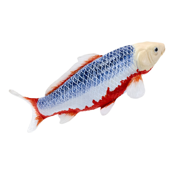 Mojo Kapor koi asagi