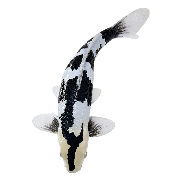 Mojo Kapor koi shiro utsuri
