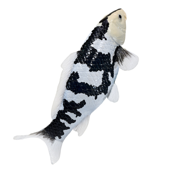 Mojo Kapor koi shiro utsuri