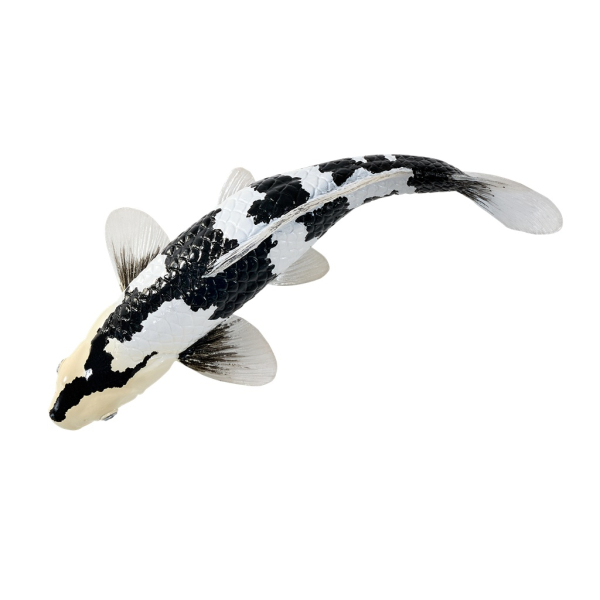 Mojo Kapor koi shiro utsuri